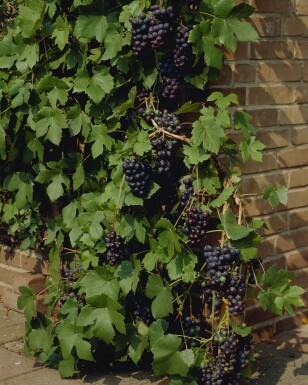 Vigne / Vitis Vinifera Bâton 40-60 cm