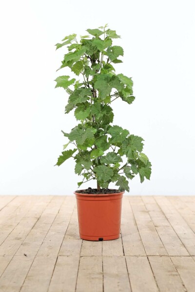 La vigne Vitis vinifera Bâton 60-80 Pot Vigne / Vitis Vinifera Bâton 60-80 cm