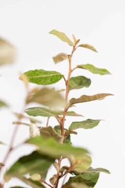 Eléagnus / Elaeagnus Ebbingei 80-100 cm - Motte