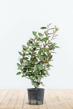 Chalef presque à grandes feuilles Elaeagnus × ebbingei Haie 50-60 Motte Eléagnus / Elaeagnus Ebbingei 50-60 cm