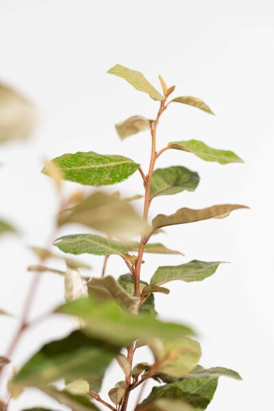 Chalef presque à grandes feuilles Elaeagnus × ebbingei Haie 50-60 Motte Eléagnus / Elaeagnus Ebbingei 50-60 cm