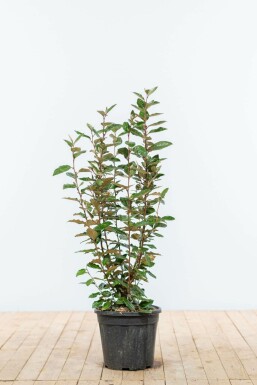 Chalef presque à grandes feuilles Elaeagnus × ebbingei Haie 60-80 Motte Eléagnus / Elaeagnus Ebbingei 60-80 cm
