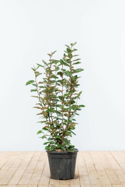 Chalef presque à grandes feuilles Elaeagnus × ebbingei Haie 60-80 Motte