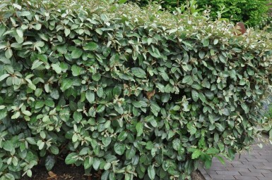 Eléagnus / Elaeagnus Ebbingei 60-80 cm