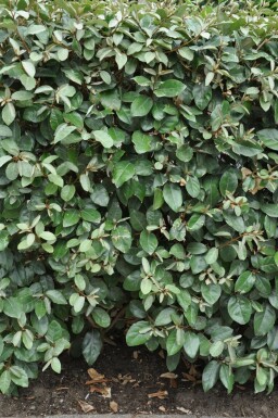 Eléagnus / Elaeagnus Ebbingei 80-100 cm