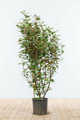 Eléagnus / Elaeagnus Ebbingei