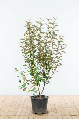 Chalef presque à grandes feuilles Elaeagnus × ebbingei Haie 125-150 Motte