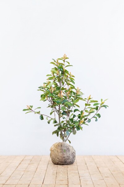 Photinia Fraseri Red Robin 80-100 cm - Motte