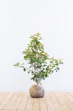 Photinia Fraseri Red Robin 80-100 cm - Motte