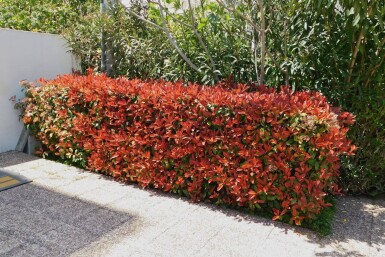 Photinia Fraseri Red Robin 80-100 cm - Motte