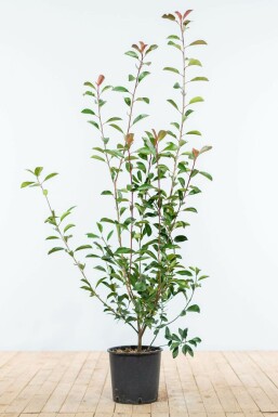 Photinia Fraseri Red Robin