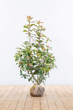 Photinia Fraseri Red Robin 100-125 cm - Motte