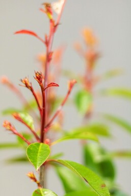 Photinia Fraseri Red Robin 125-150 cm