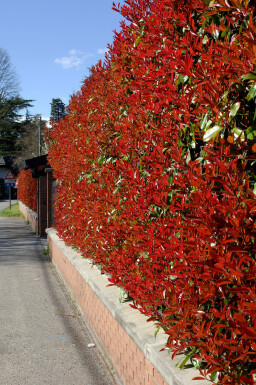Photinia Fraseri Red Robin 150-175 cm