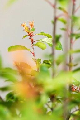Photinia Fraseri Red Robin 150-175 cm