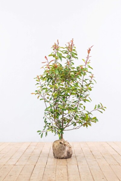Photinia Fraseri Red Robin 150-175 cm - Motte