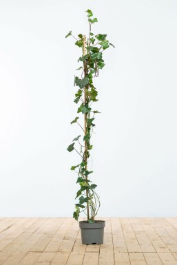 Lierre d'Irlande Hedera hibernica Haie 100-125 Pot Lierre d'Irlande Hedera Hibernica 100-125 cm