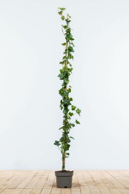 Lierre d'Irlande Hedera Hibernica 125-150 cm
