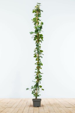 Lierre d'Irlande Hedera Hibernica 150-175 cm