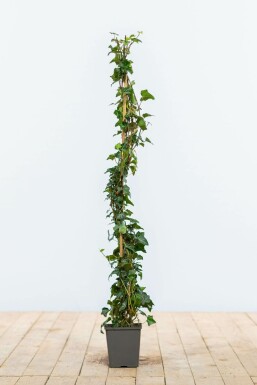 Lierre grimpant Hedera helix Haie 80-100 Pot Lierre Grimpant Hedera Helix 80-100 cm