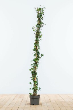 Lierre Grimpant Hedera Helix 100-125 cm
