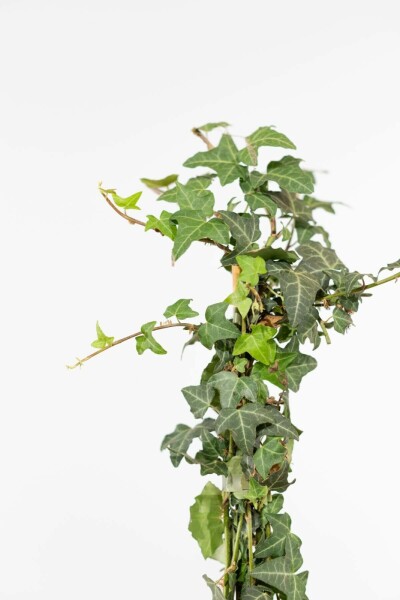 Lierre Grimpant Hedera Helix 100-125 cm
