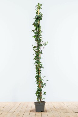 Lierre grimpant Hedera helix Haie 125-150 Pot Lierre Grimpant Hedera Helix 125-150 cm