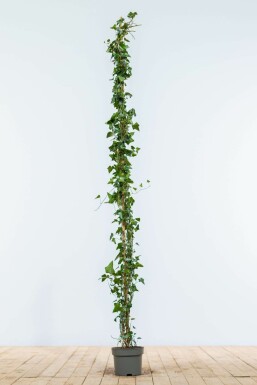 Lierre Grimpant Hedera Helix 150-175 cm