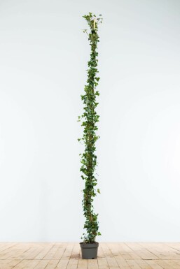 Lierre Grimpant Hedera Helix 175-200 cm