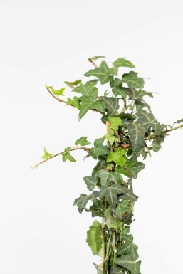 Lierre Grimpant Hedera Helix 175-200 cm