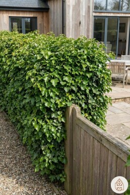 Lierre Grimpant Hedera Helix 175-200 cm