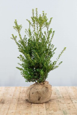 Houx crénelé Ilex crenata 'Blondie' Haie 80-100 Motte Houx Crénelé / Ilex Crenata Blondie 80-100 cm