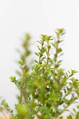 Houx crénelé Ilex crenata 'Blondie' Haie 80-100 Motte Houx Crénelé / Ilex Crenata Blondie 80-100 cm