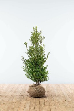 Houx crénelé Ilex crenata 'Blondie' Haie 100-125 Motte Houx Crénelé / Ilex Crenata Blondie 100-125 cm