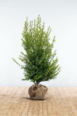 Houx crénelé Ilex crenata 'Blondie' Haie 125-150 Motte Houx Crénelé / Ilex Crenata Blondie 125-150 cm