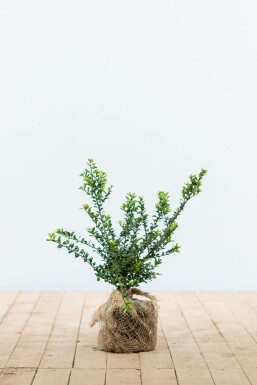 Houx crénelé Ilex crenata 'Convexa' Haie 20-30 Pot Houx Crénelé / Ilex Crenata Convexa 20-30 cm