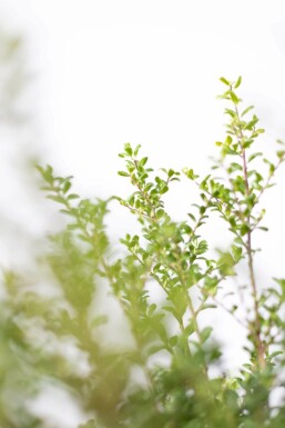 Houx Crénelé / Ilex Crenata Convexa 30-40 cm