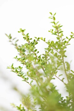 Houx Crénelé / Ilex Crenata Convexa 30-40 cm