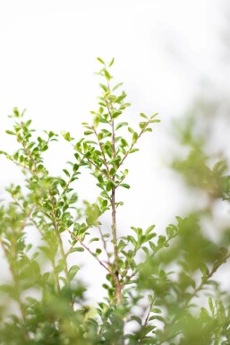Houx Crénelé / Ilex Crenata Convexa 50-60 cm