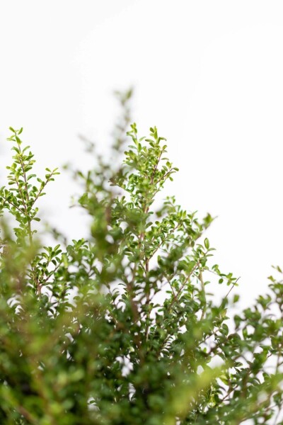 Houx Crénelé / Ilex Crenata Convexa 60-80 cm
