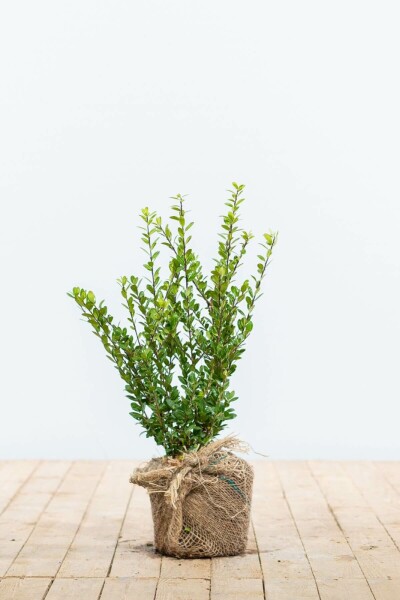Houx Crénelé / Ilex Crenata Caroline Upright 20-30 cm