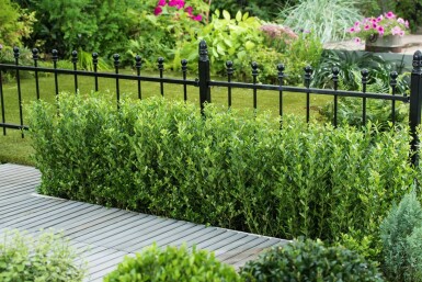 Houx Crénelé / Ilex Crenata Caroline Upright 20-30 cm