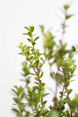 Houx Crénelé / Ilex Crenata Caroline Upright 30-40 cm