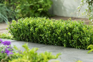 Houx Crénelé / Ilex Crenata Caroline Upright 30-40 cm