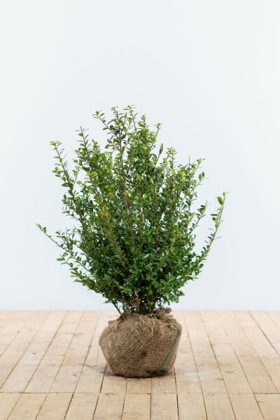 Houx Crénelé / Ilex Crenata Caroline Upright 60-80 cm