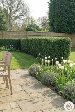 Houx Crénelé / Ilex Crenata Dark Green 60-80 cm