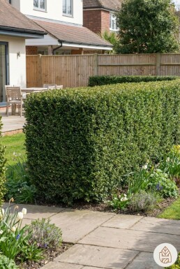 Houx Crénelé / Ilex Crenata Dark Green 60-80 cm