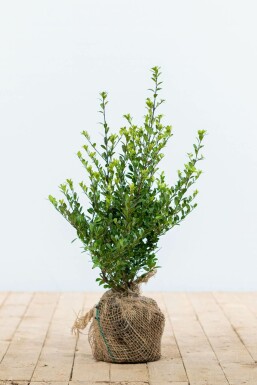 Houx Crénelé / Ilex Crenata Dark Green