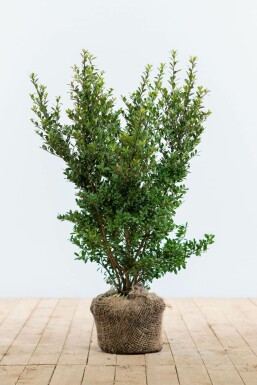 Houx Crénelé / Ilex Crenata Dark Green