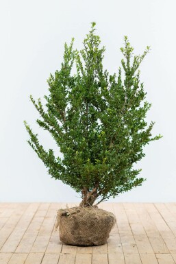 Houx Crénelé / Ilex Crenata Dark Green